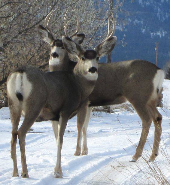 A couple visitors at Oasis Montana