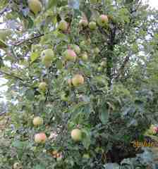 Plenty of apples on our trees at Oasis Montana