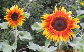 Sunflowers at Oasis Montana Renewable Energy Systems & Design