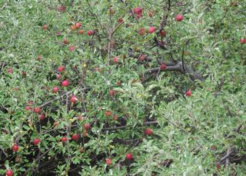 Jonathon apples ready for harvest