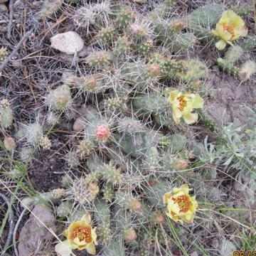Native Cactus