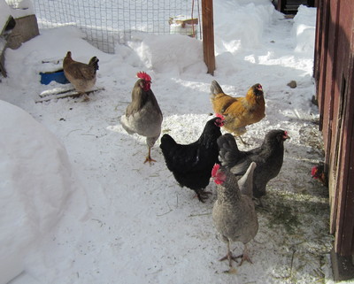 Chickens in winter at Oasis Montana inc.